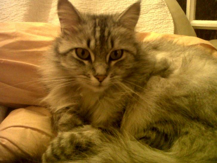 Grisette - (4 ans)
