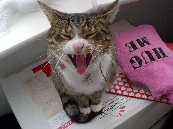 Skye - (2 ans)