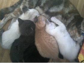 jazzi - (1 mois)