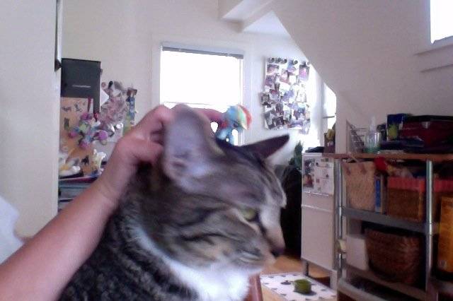 Bad Pic of my cat - Mâle (1 an)