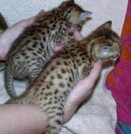 teddy & gaby - (3 mois)
