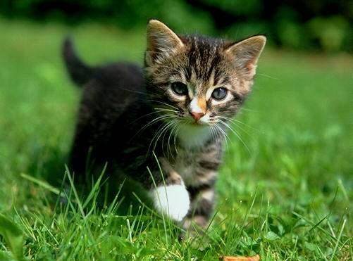 minette -