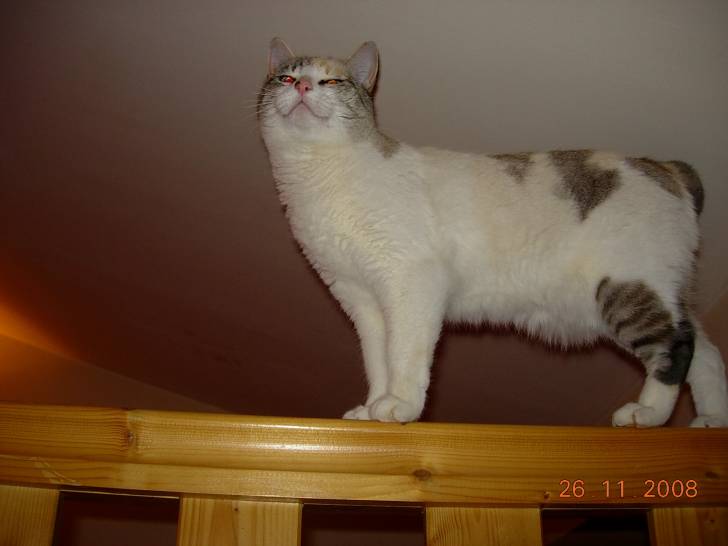 Neige - (4 ans)