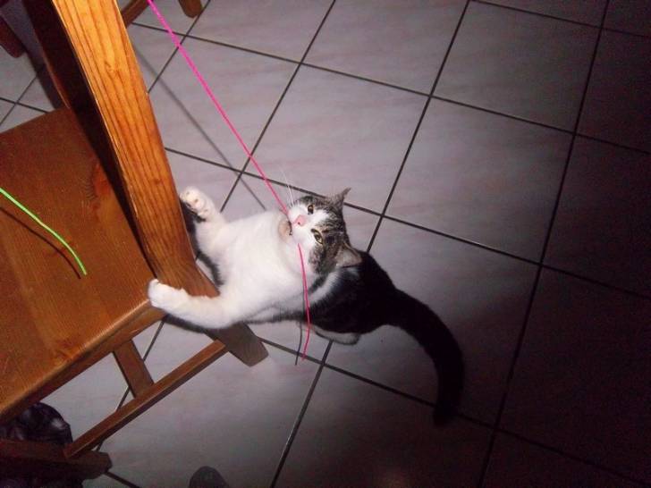 Wako - Mâle (2 ans)