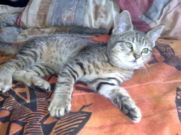 Elfia - (3 ans)