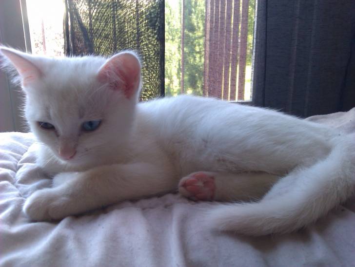 Nala - (3 mois)