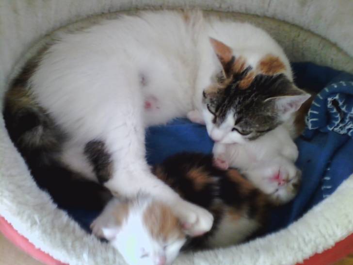 Hero and kittens - (Autre)