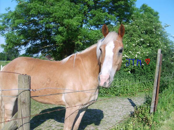 cisco - Mâle (5 ans)