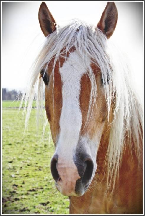 Mein Haribo - Mâle (3 ans)