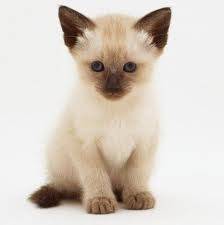Molly - (2 mois)