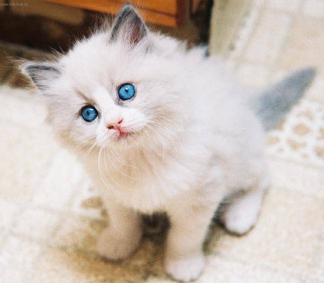 Snow Flake - (2 mois)