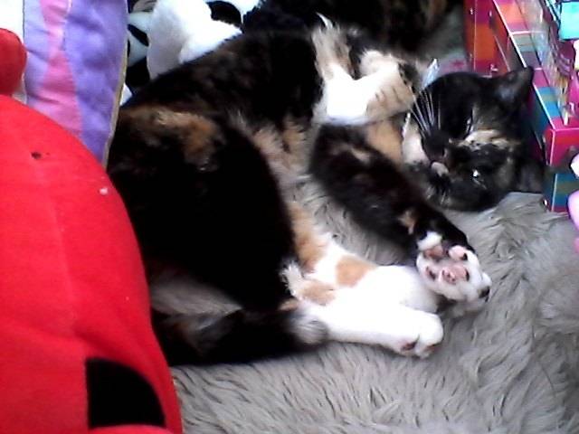 My cat chloe - (6 ans)