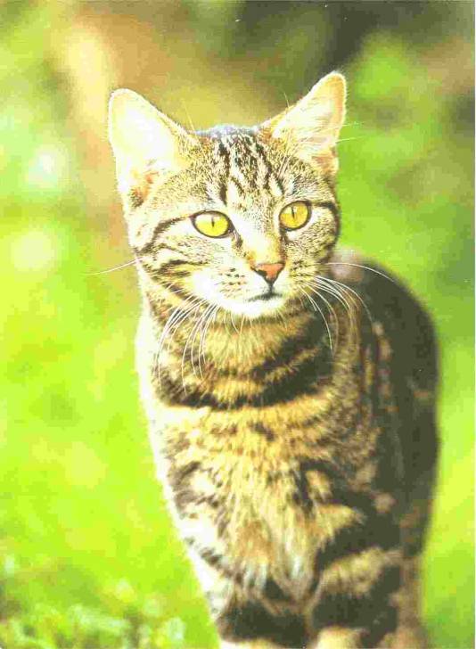 Jerry - Mâle (7 ans)