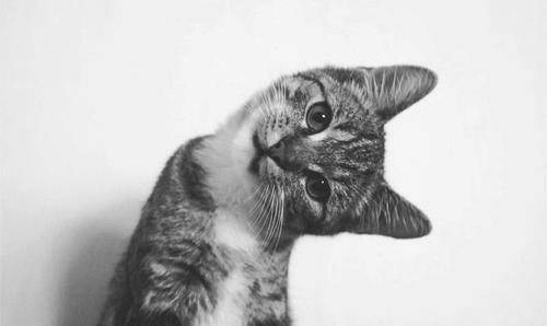 Mistigri - (9 mois)