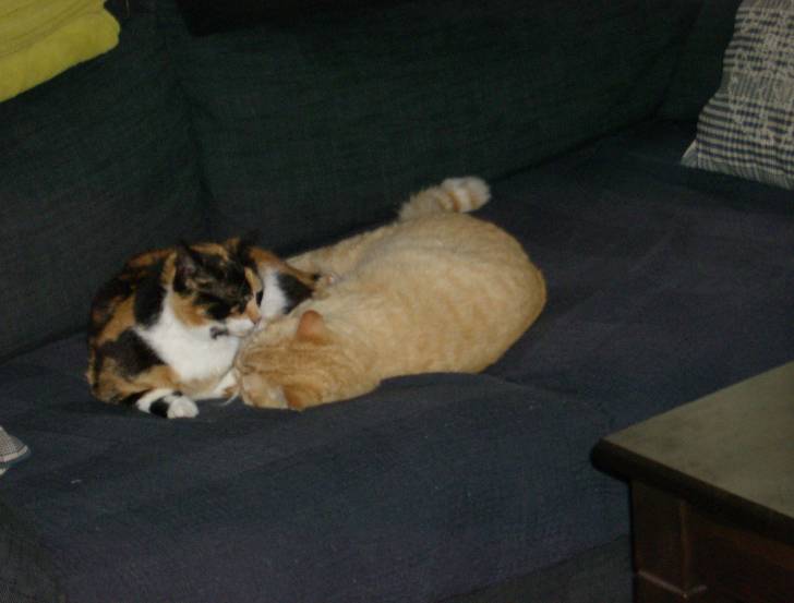 Victor et Mirtylle -