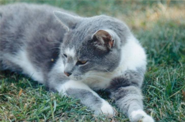 Ronron - Mâle (7 ans)
