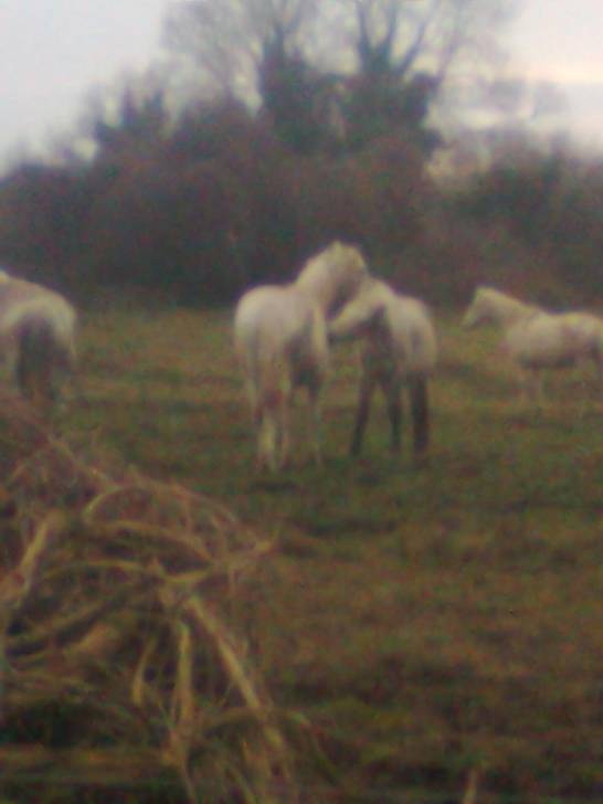 Princess and Rachel - (3 ans)