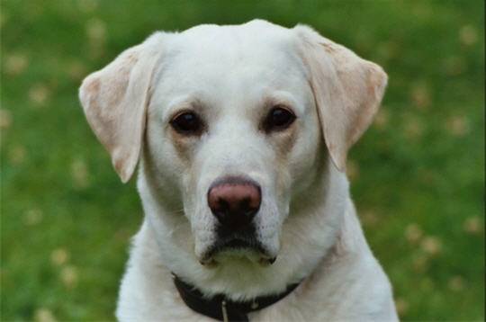 Nougat - Mâle (4 ans)