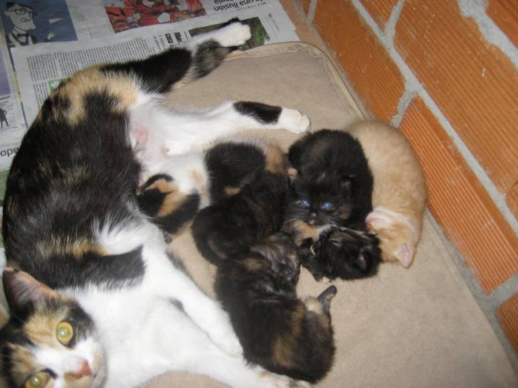 Dora y sus gatos -