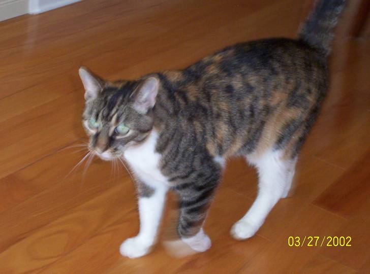 Misty - (13 ans)
