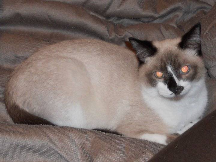 Charlie - Mâle (3 ans)