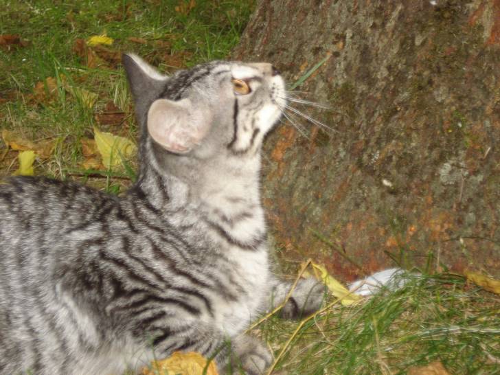 chipie - (4 mois)
