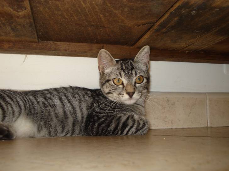 chipie - (4 mois)