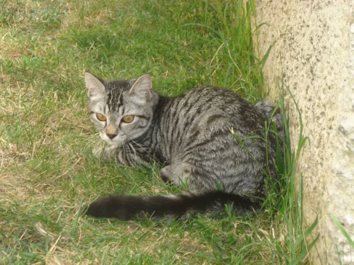 chipie - (4 mois)