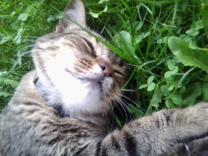 Free-Pete - (2 ans)