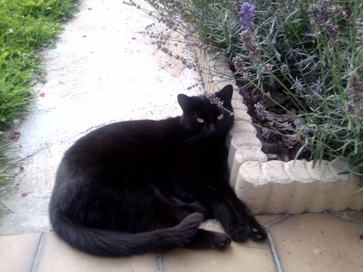 Praline - (6 ans)