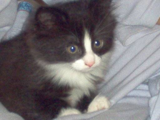 Nina - (4 ans)