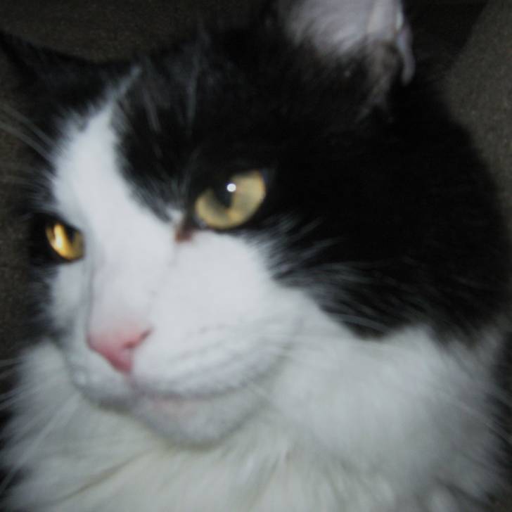 sammy - (6 ans)