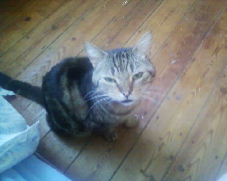 babou - Mâle (6 ans)