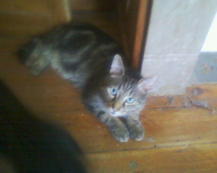 diego - Mâle (3 ans)