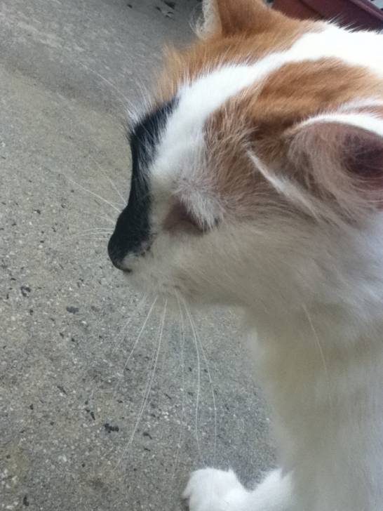 Pumpkin - (10 ans)