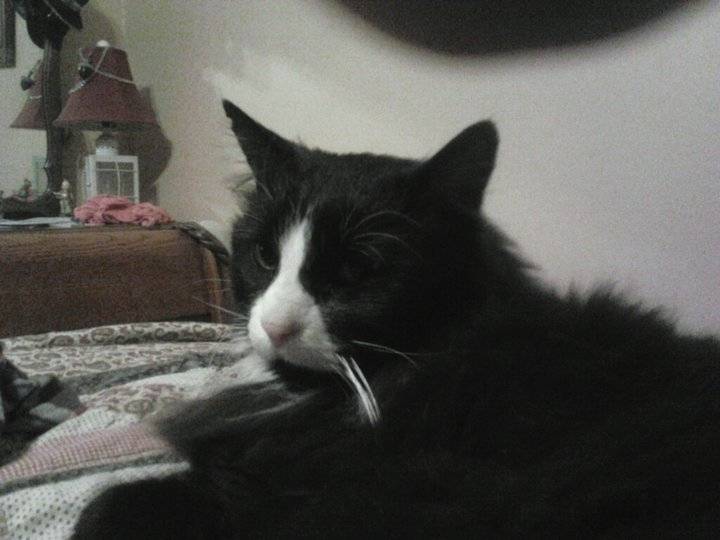 kitty - (14 ans)