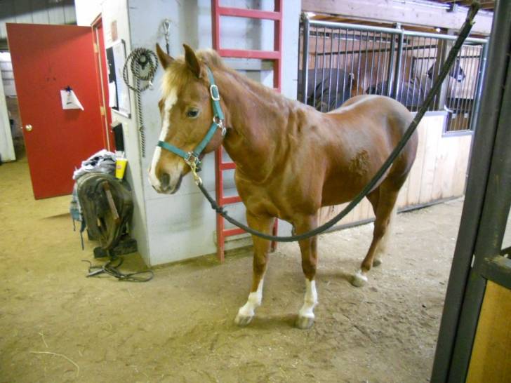 Maggie - (12 ans)