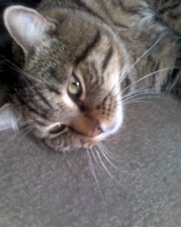 Titi - Mâle (5 ans)