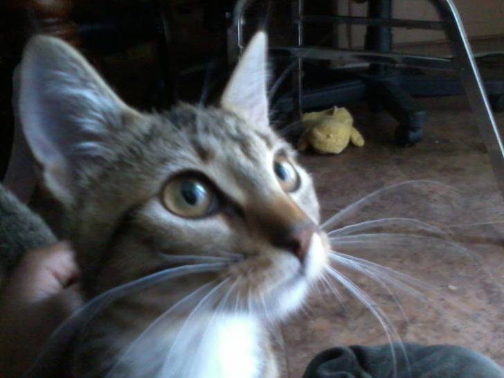 Chloe - (4 mois)