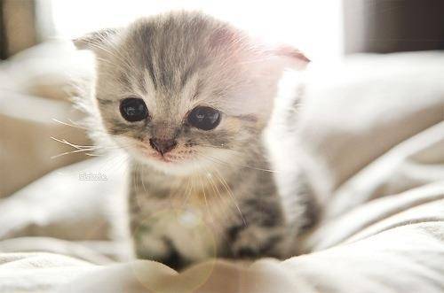 Mimi - (3 mois)