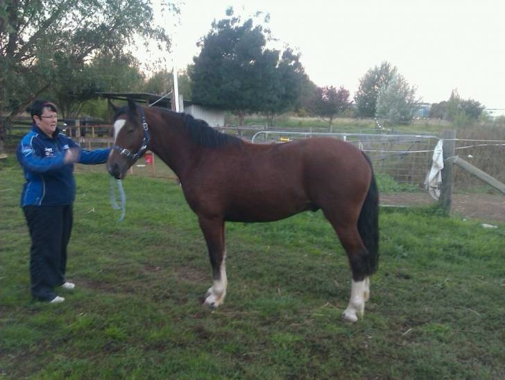 Marty - Mâle (3 ans)