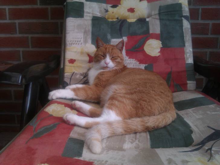 Max - Mâle (10 ans)