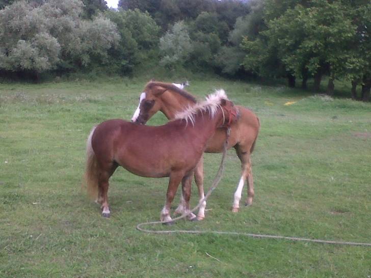 q lindos - (7 ans)