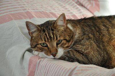 minette - (10 ans)