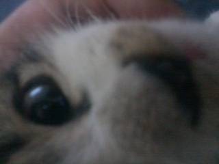 Nala - (3 mois)