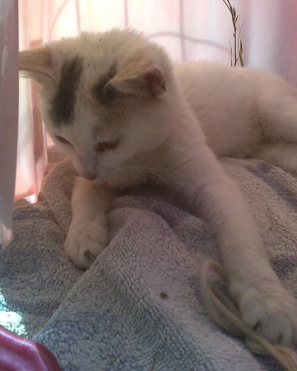 chat - (6 mois)
