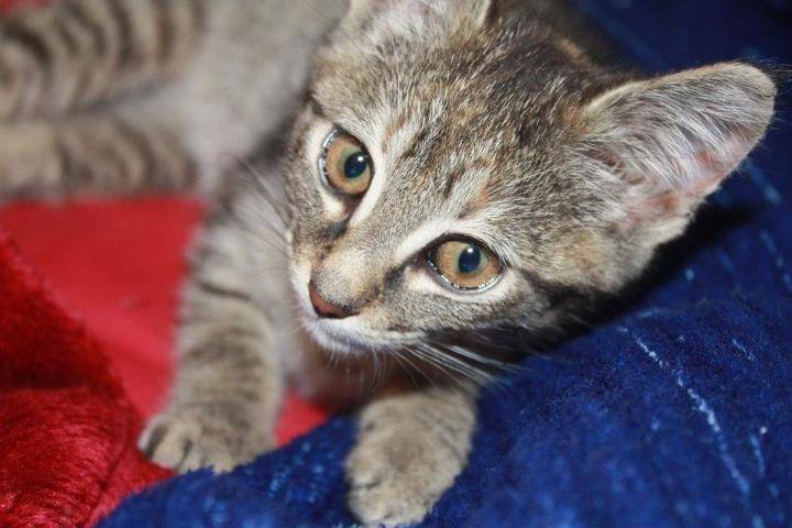 Lily -