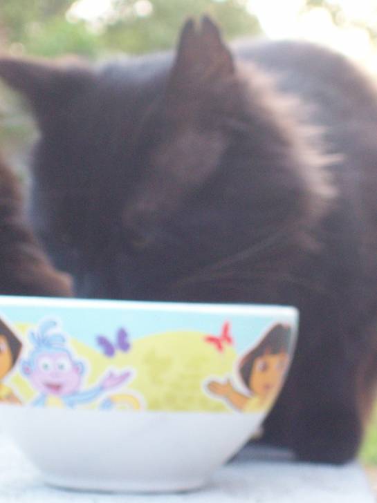 Frimousse - Mâle (2 ans)