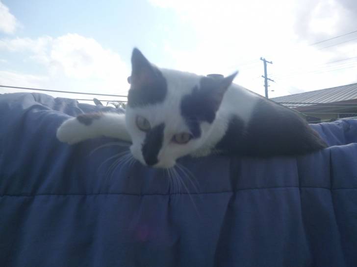 muff - Mâle (2 ans)