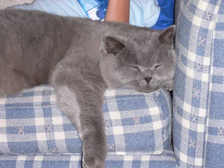 Roly - Mâle (12 ans)